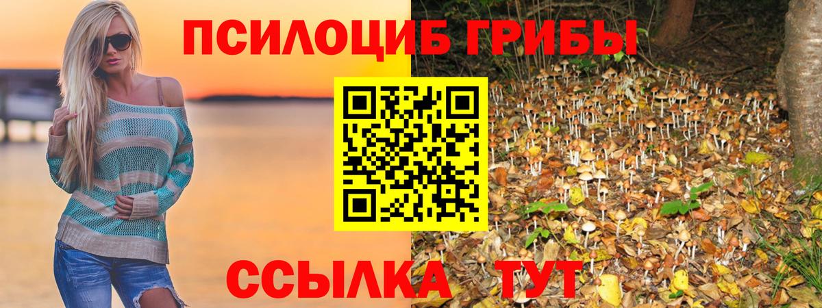 Псилоцибиновые грибы Cubensis Красногорск